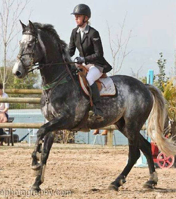 Beechfield Stables Sport Horses